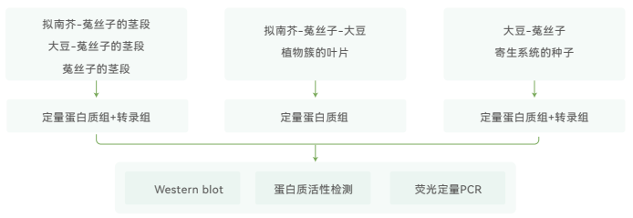 LFQ-文献-研究策略.png